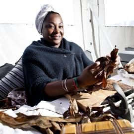 Alicia die Zigarrendreherin bei eie Vorführung bei einem Event im zelt