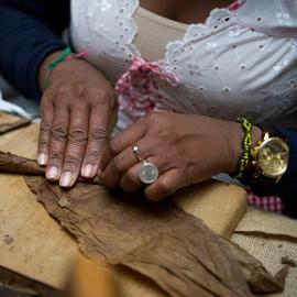 Tabakblätter werden per Hand zu einer Zigarren gerollt 
