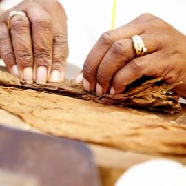 Hände beim Rollen von Tabakblättern zur Zigarre
