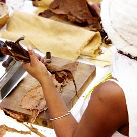 getrocknete Tabakblätter werden vorbereitet zum Zigarrenrollen