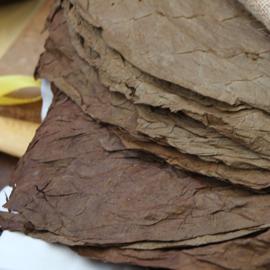 Stapel von Tabalblättern zur Zigarrenherstellung