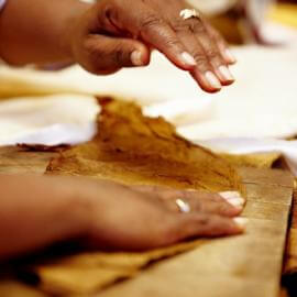 Ausstreichen eines getrockneten Tabakblattes vor dem rollen einer neuen Zigarre