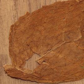 Bild von einem getrockneten Tabakblatt