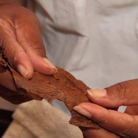 Ein Tabakblatt wird vor dem Rollen von der Zigarrendreherin gefaltet