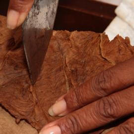 Ein Tabakblatt wird für eine Zigarre zugeschnitten