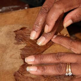 Ein Tabakblatt wird von dr Zigarrendreherin bearbeitet