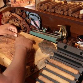 Tabakblatt wird vor dem wicklen bearbeitet