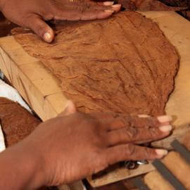 EIn Tabakblatt wird auf dem Arbeitstisch ausgestrichen