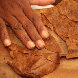 Ein Teil wird aus einem Zigarrenblatt ausgeschnitten