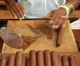 Herstellung von kubanischen Zigarren in einer Zigarren-Manufaktur